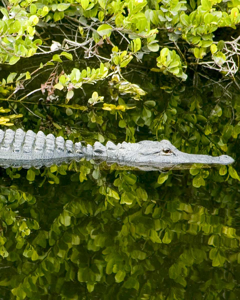 An alligator in the water on a tour from Puerto Maldonado Peru