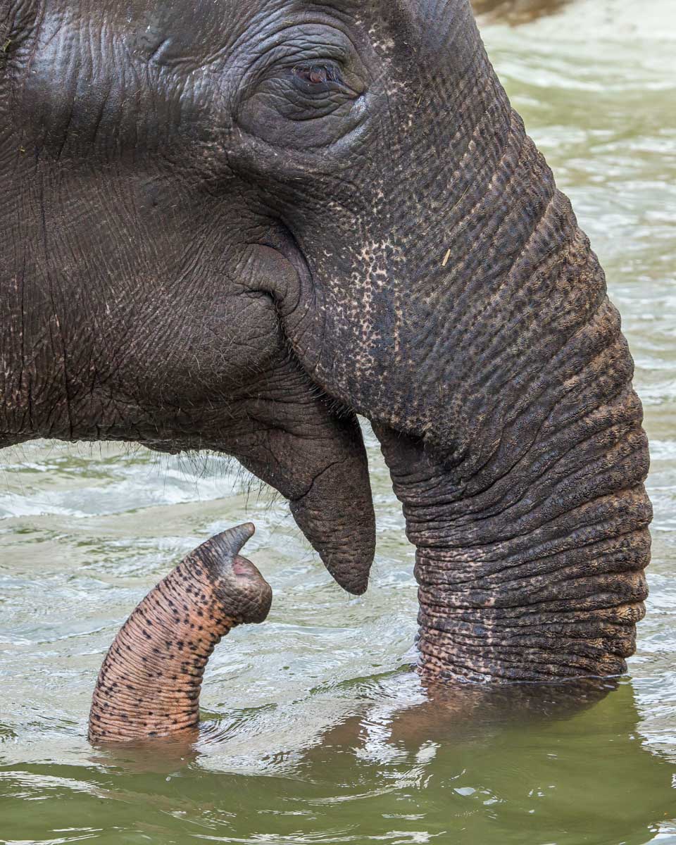 An-elephant-in-the-water-at-a-sanctuary-near-Koh Samui-Thailand