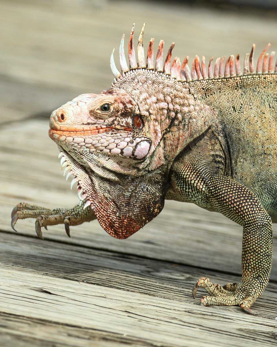 An iguana seen on a tour of Roatan Honduras