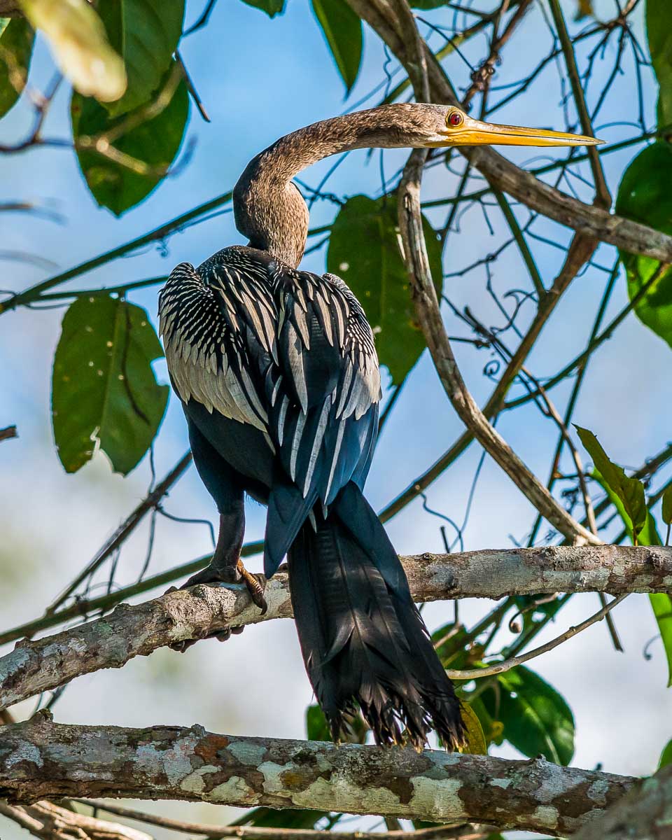 Anhinga on a branch in Lake Sandoval seen on a tour from Puerto Maldonado Peru
