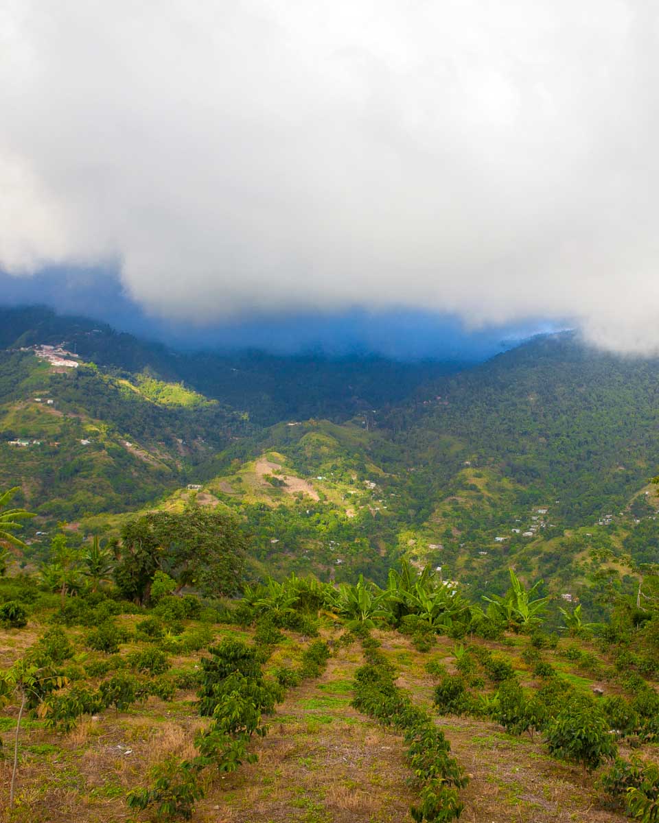 Blue Mountain seen on a tour from Ocho Rios Jamaica