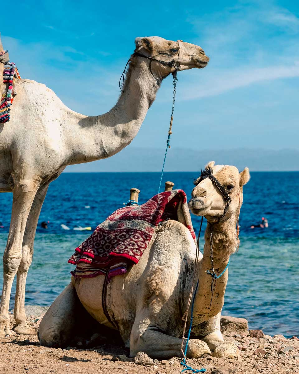 Camels seen by the sea during a trip from Sharm El Sheikh Egypt