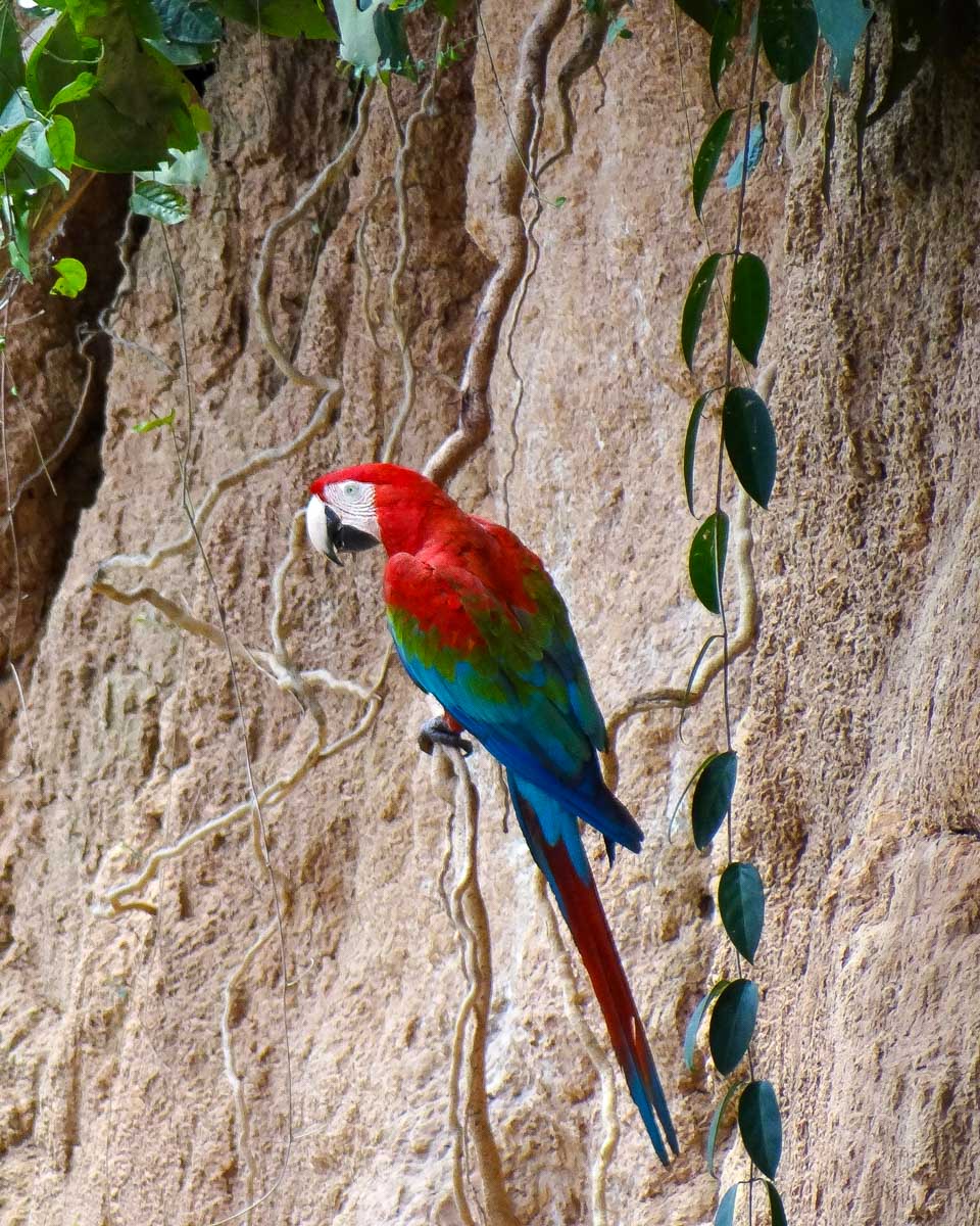 Green-winged macaw at a clay lick in Tambopata Reserve Peru from Puerto Maldonado