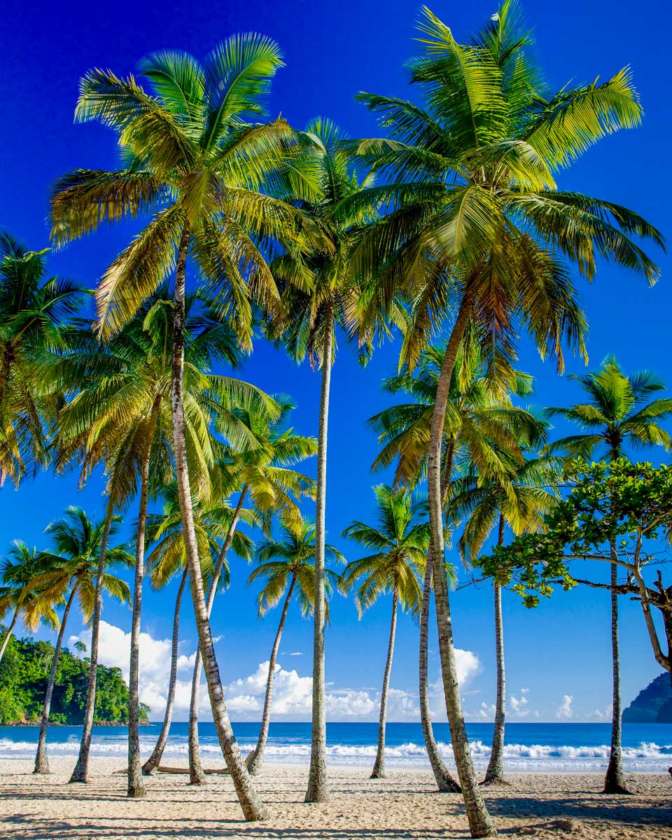 Maracas Beach and trees seen in Trinidad