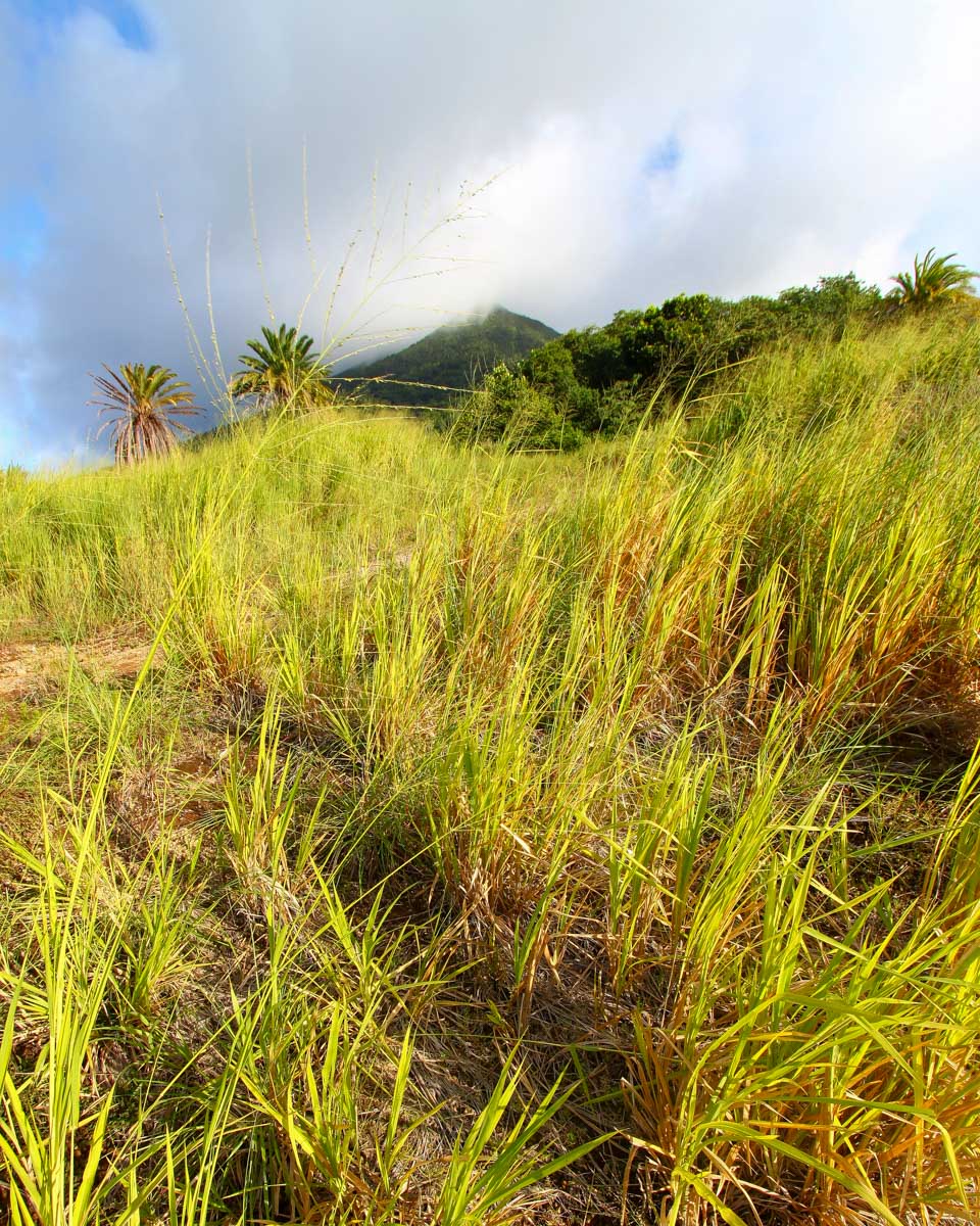 Mount Liamuiga seen on an ATV tour in St Kitts and Nevis