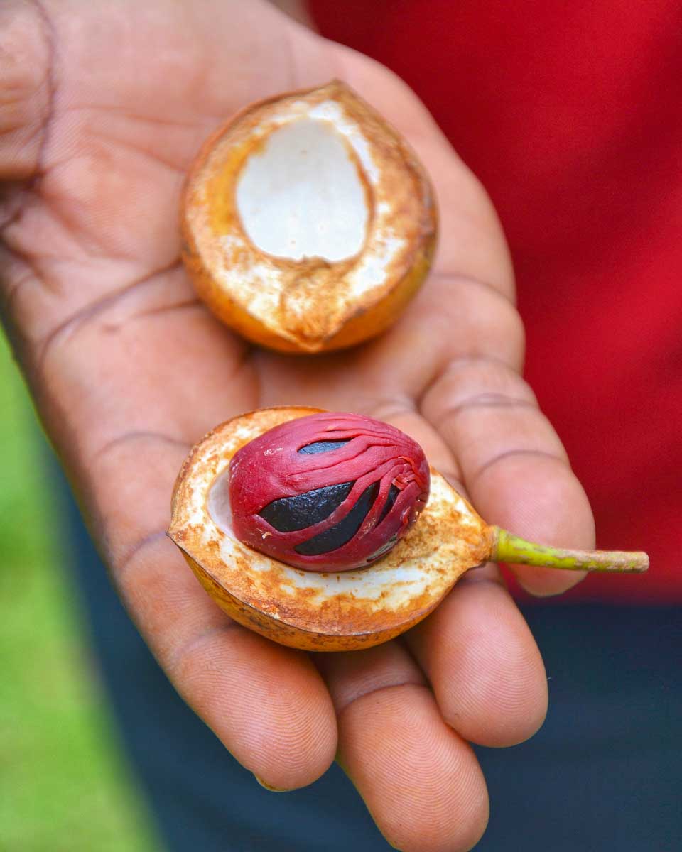 Nutmeg seen on a tour of Grenada