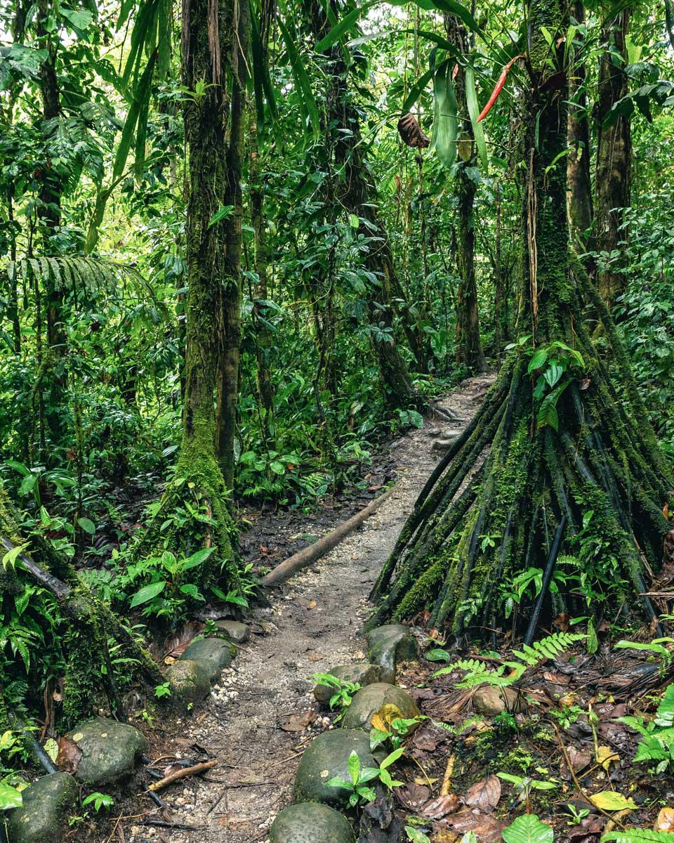 The-jungle-on-a-hiking-tour-from-St Kitts and Nevis