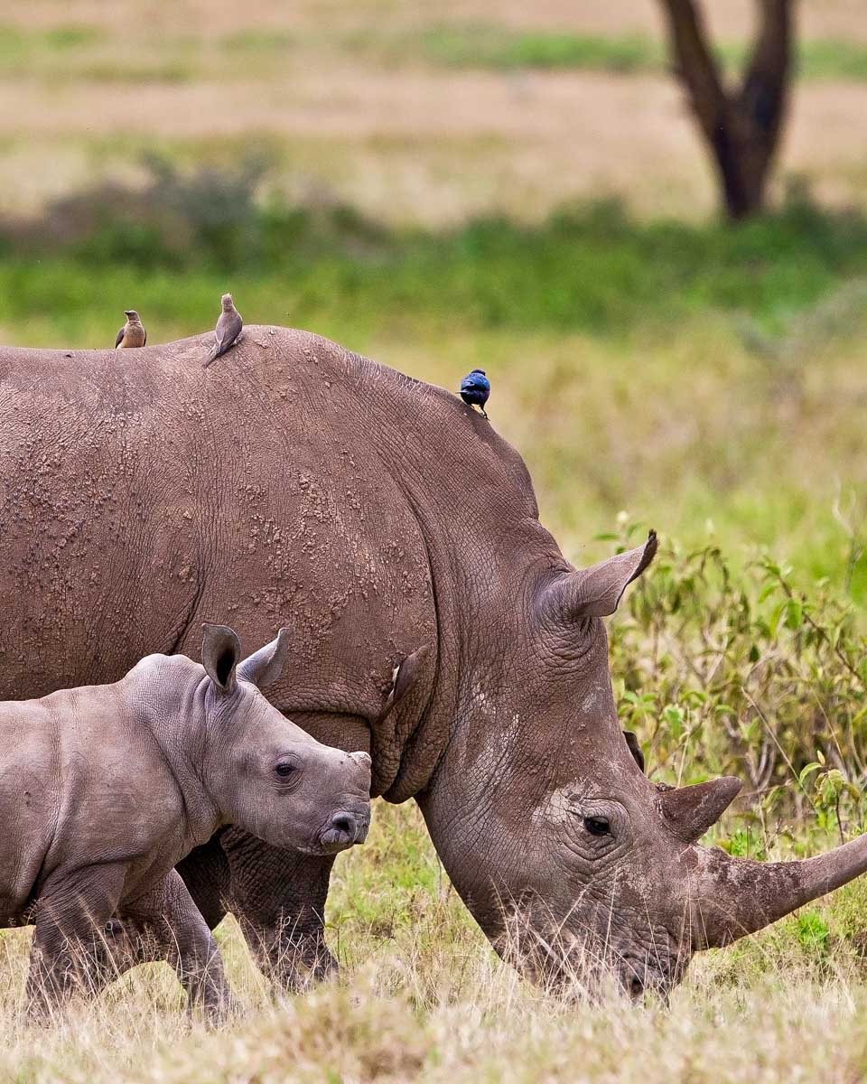 Two rhinos seen on a safari from Johannesburg South Africa