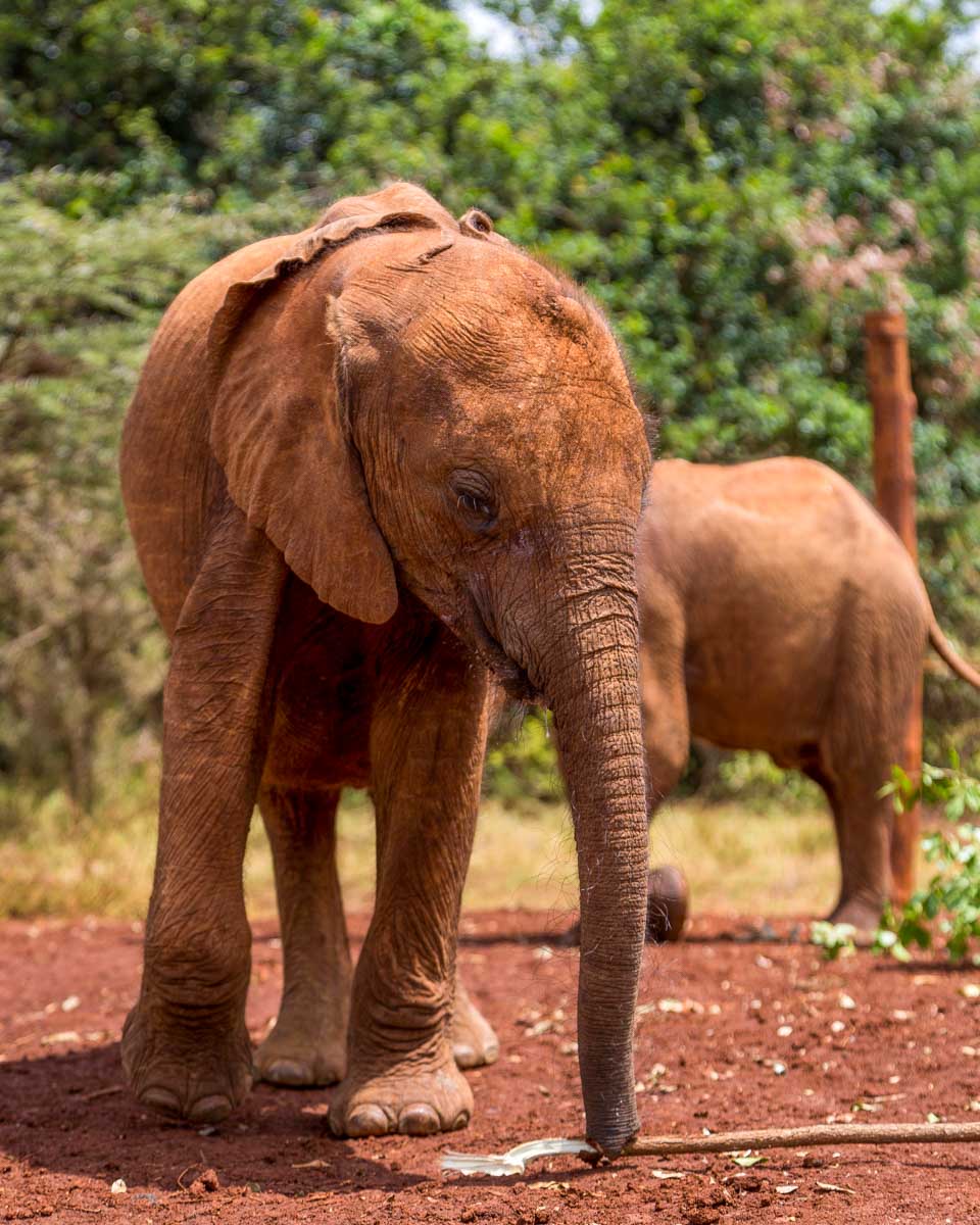 A baby elephant at the David Sheldrick Elephant Orphanage in Nairobi Kenya