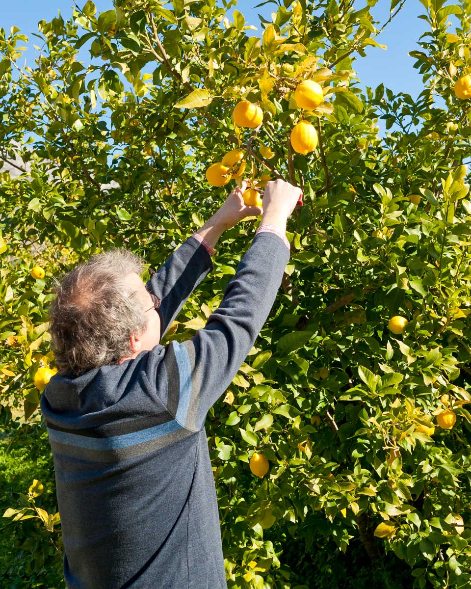 A family run lemon grove in Sorrento Italy