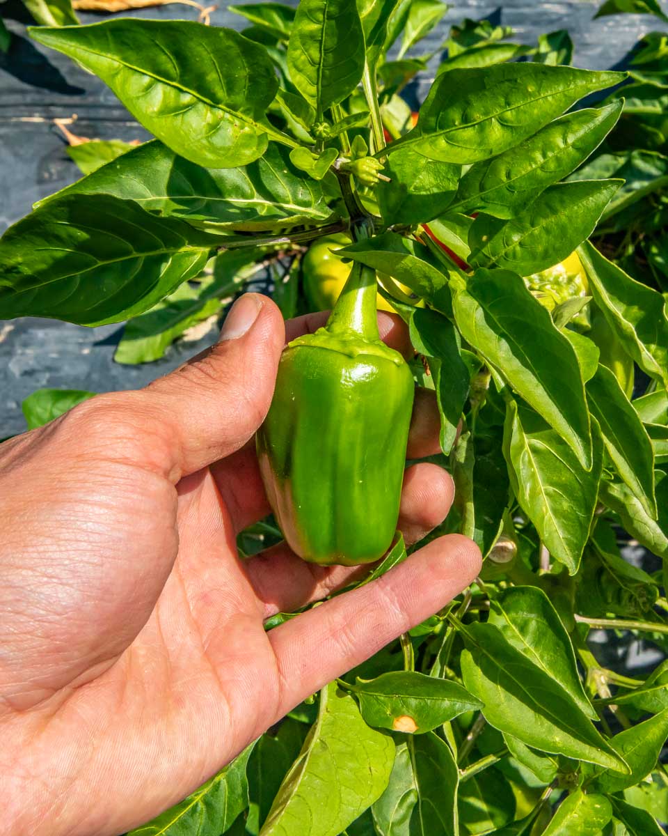 A-fresh-pepper-picked-during-a-cooking-class-in-Ravello Italy