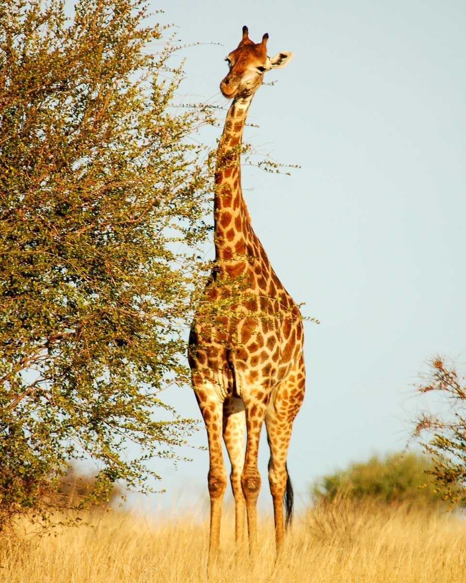 A giraffe seen in Masai Mara National Reserve on a tour from Nairobi Kenya