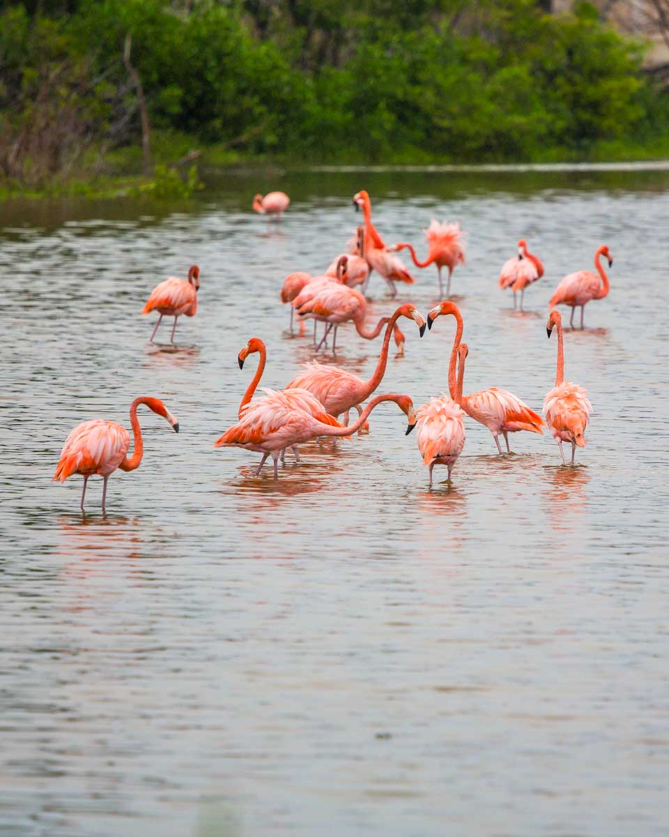 A-group-of-flamingos-at-Albufera Natural Park on a tour from Valencia Spain