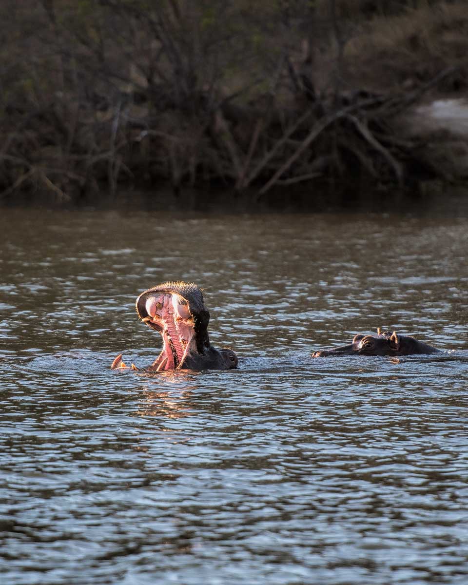 A hippo in the zambezi river seen on a cruise from Victoria Falls
