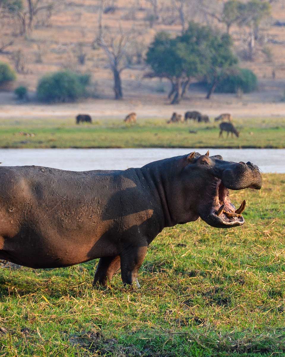 A hippo seen on a safari in Chobe National Park on a tour from Victoria Falls