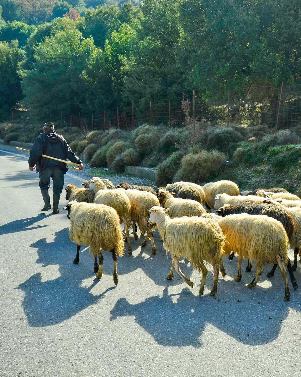 A man heards sheep on the lassithi plateau on a tour from Crete Greece