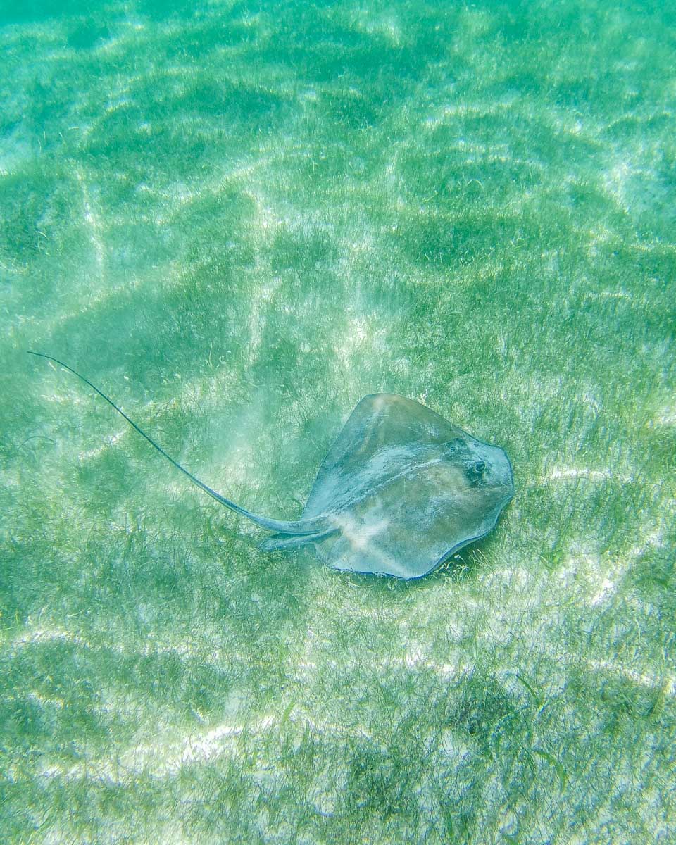 A-sting-ray-at-The-Beach-while-on-a-snorkeling-tour-in-Turks and Caicos