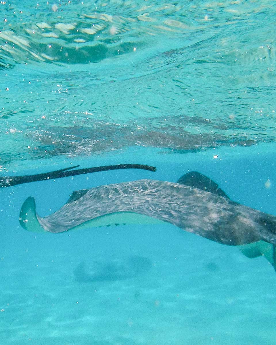A-stingray-seen-at-stingray-city-on-a-snorkel-tour-in-Turks and Caicos