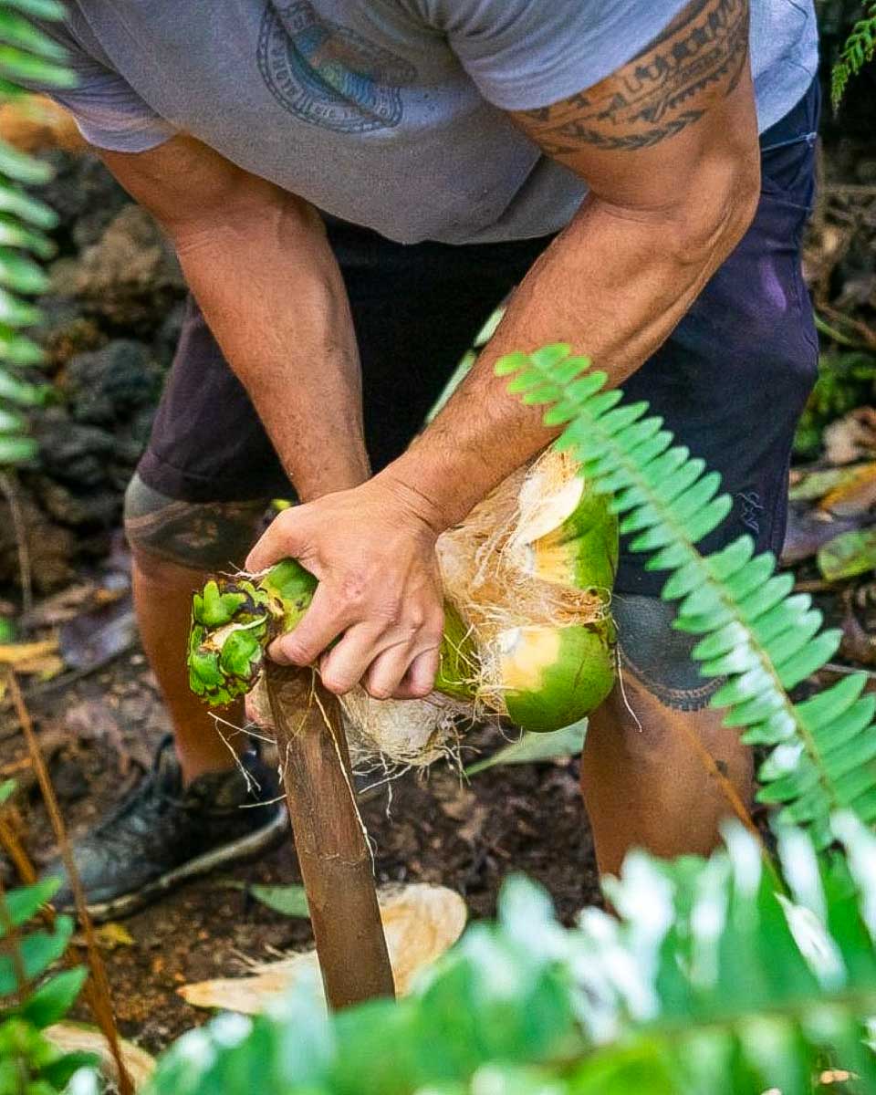 Aloha Adventure Farms a man husks a coconut during a tour on Big Island Hawaii