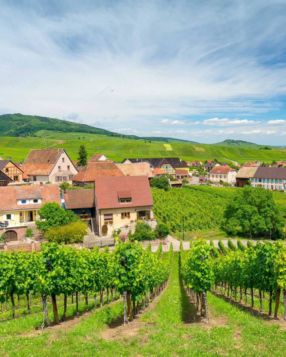 An Alsatian vineyard we saw on a tour from Strasbourg France