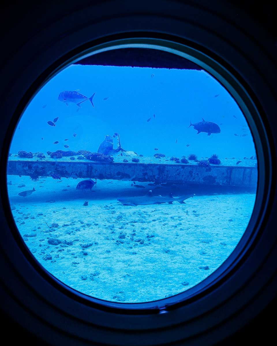 Atlantis Adventures Hawaii looking out of a sub window on a tour from Big Island Hawaii