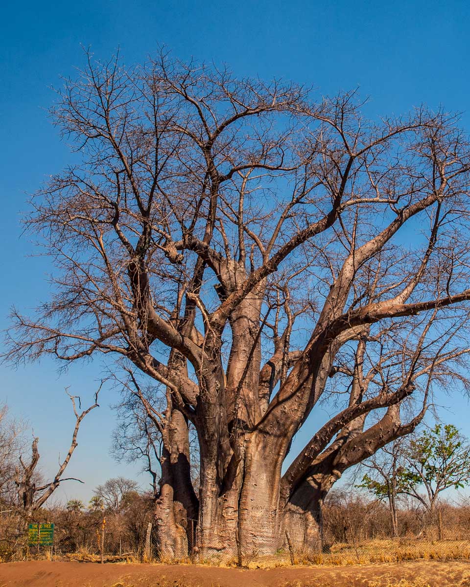 Big Tree seen on a tour from Victoria Falls