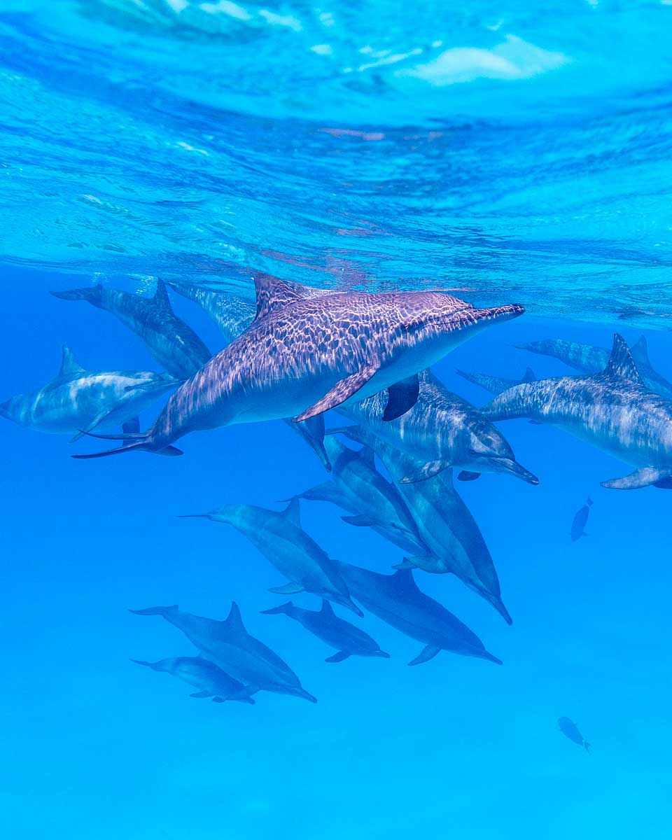 Dolphins-seen-while-snorkeling-in-the-Kealakekua Bay Big Island Hawaii