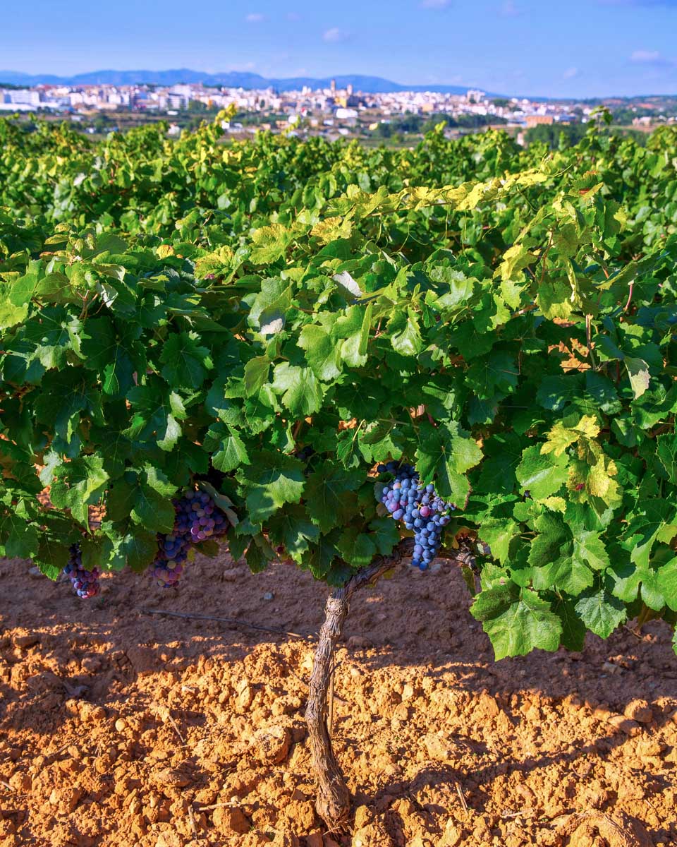 Grapes in a vineyard in the Utiel-Requena wine region seen on a tour from Valencia Spain