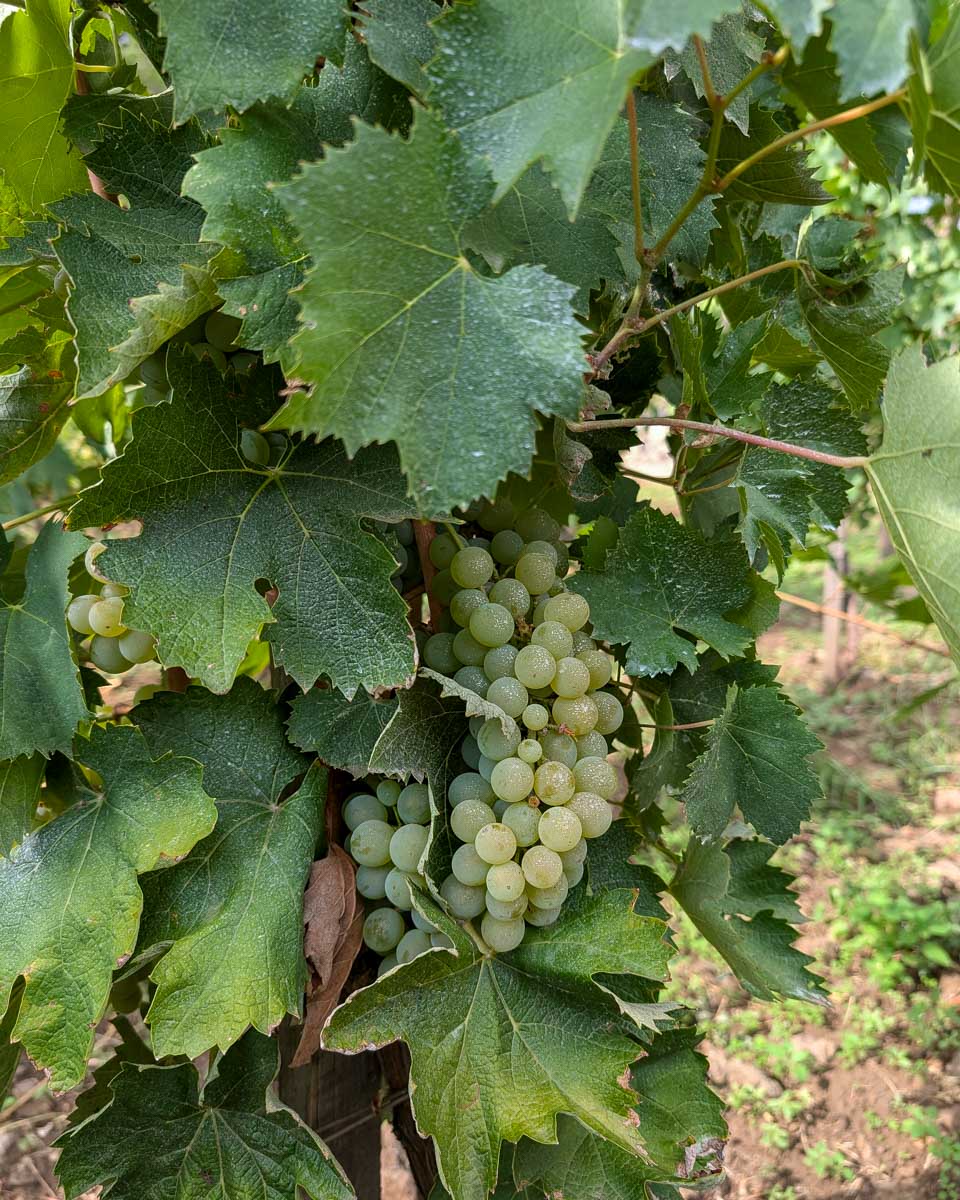 Grapes-seen-at-a-winery-on-a-tour-in-Mykonos-Greece