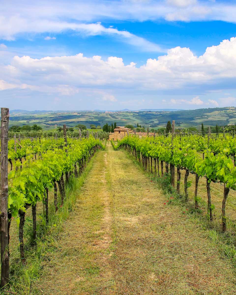Grapevines seen at brunello di montalcino on a wine tour from Siena Italy