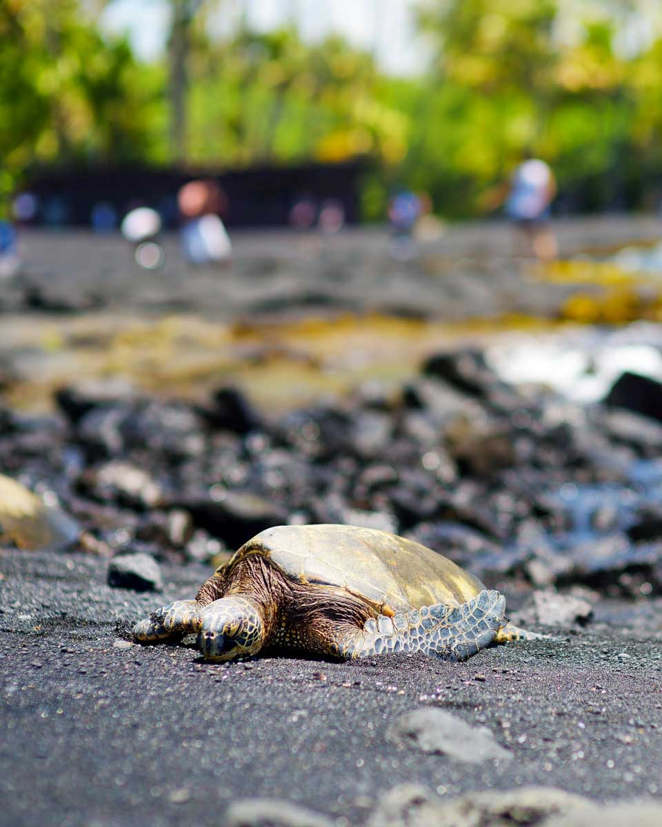 Hawaiian Green Turtles at Punalu’u Black Sand Beach seen on a tour of Big Island Hawaii
