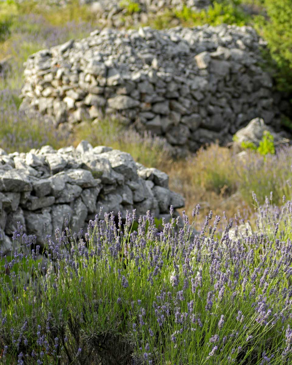 Hvar Lavender Fields in Croatia
