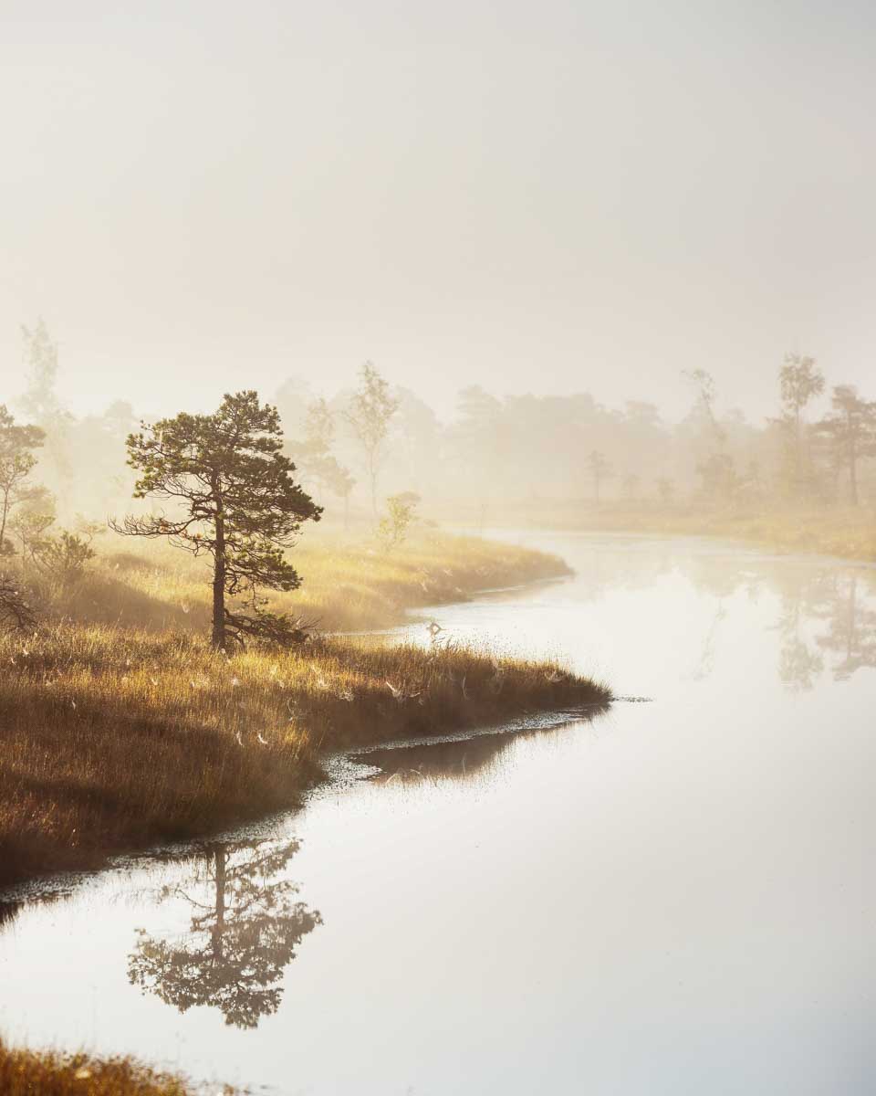 Kemeri National Park at sunrise on a tour from Riga Latvia