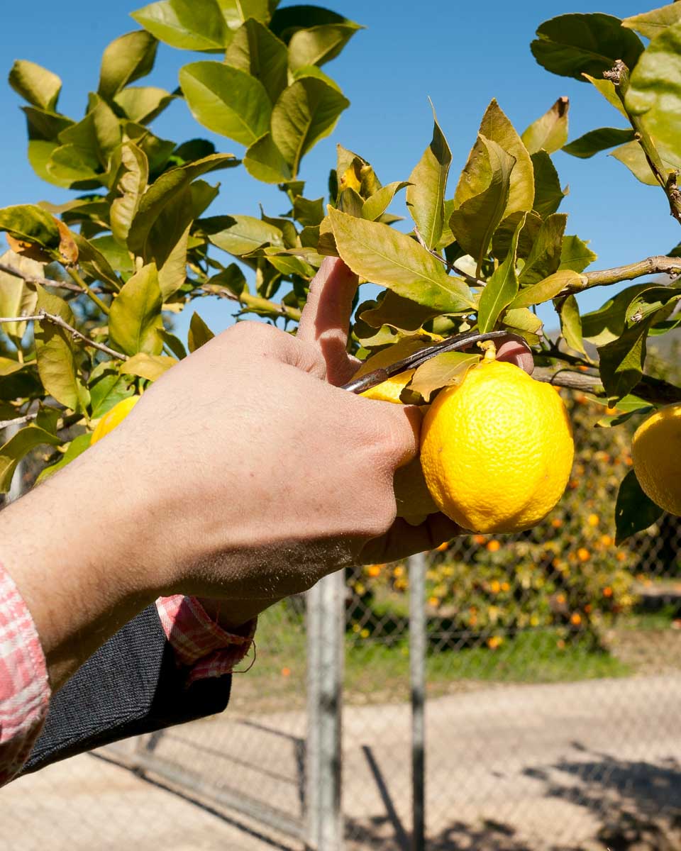 Lemon harvesting seen on a farm tour from Sorrento Italy