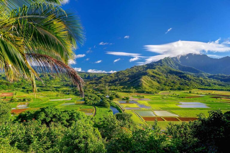 Lush fields in Kauai Hawaii on a sunny day