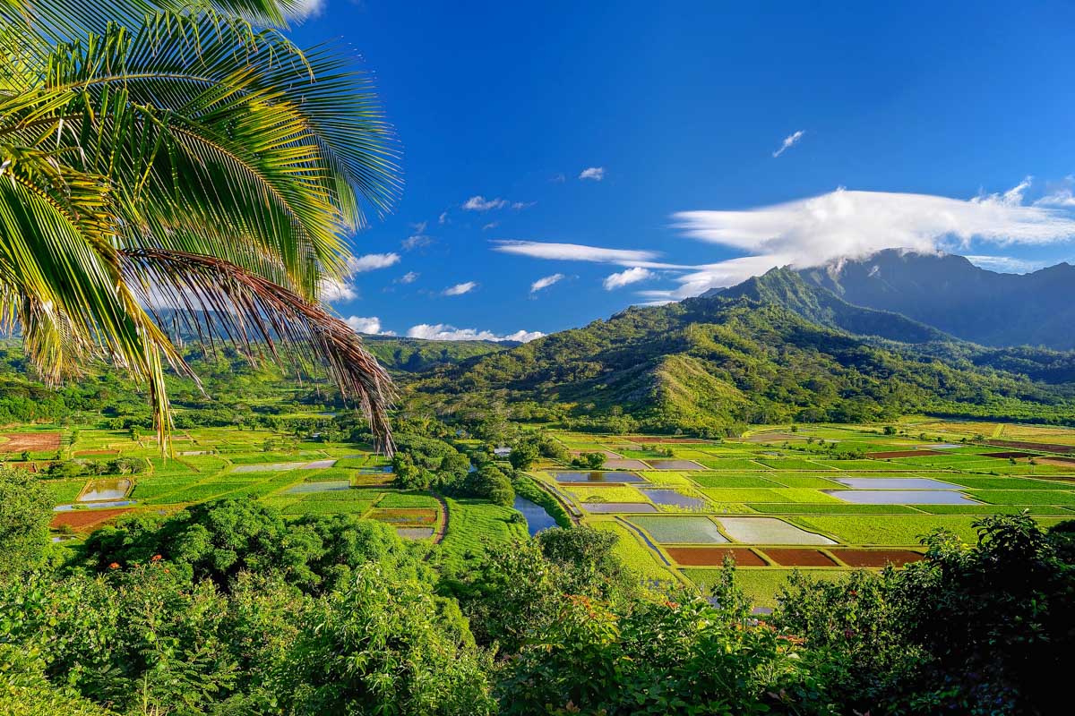 Lush fields in Kauai Hawaii on a sunny day