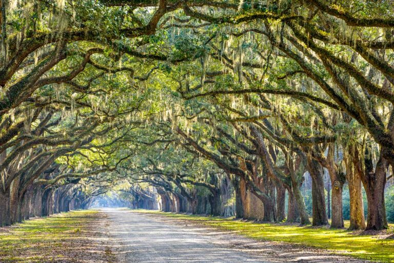 Oak trees seen in Savannah Georgia