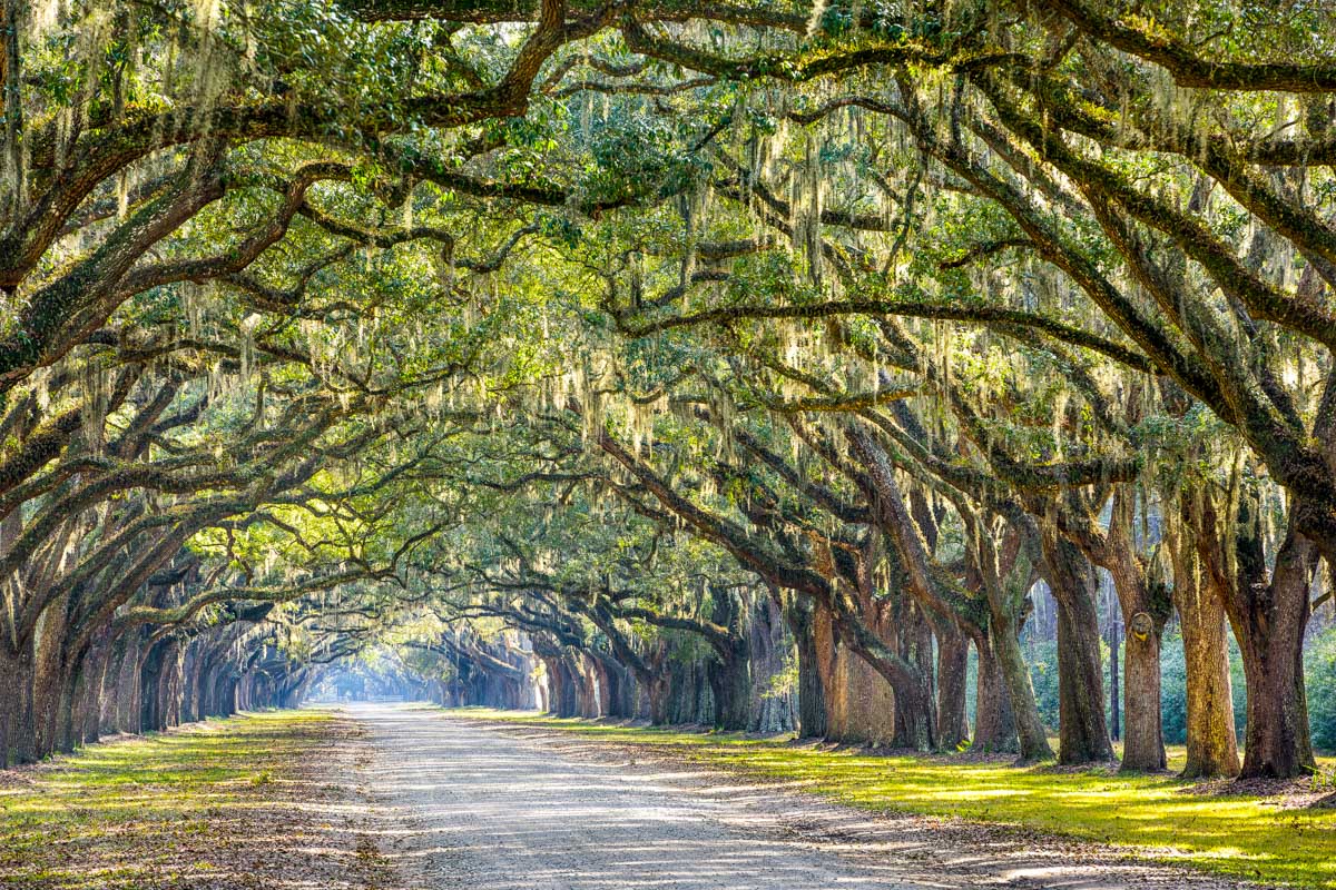 Oak trees seen in Savannah Georgia