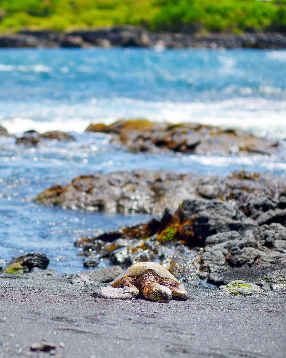 Two Hawaiian Green Turtles at Punalu’u Black Sand Beach seen on a tour of Big Island Hawaii