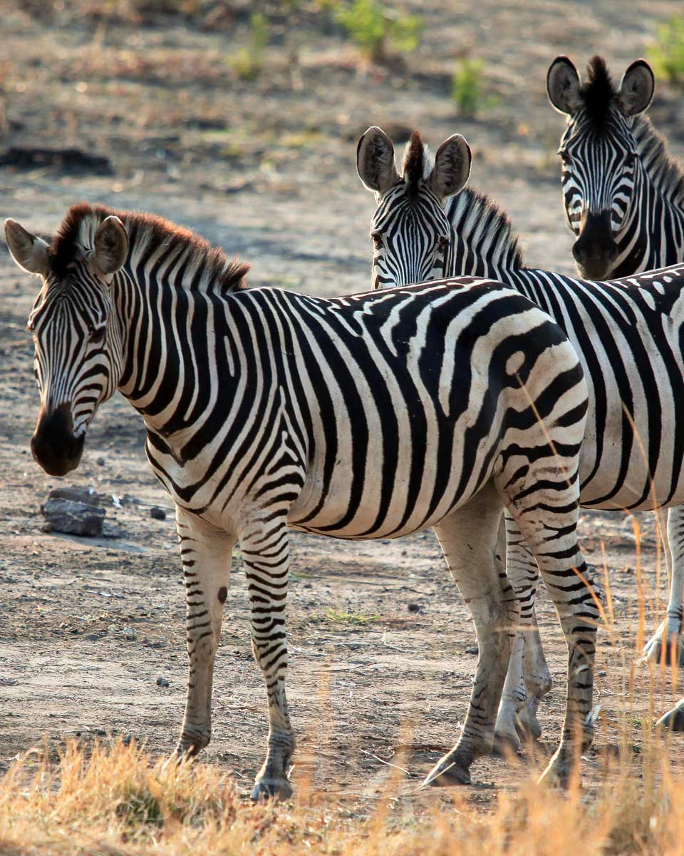 Zebra-seen-on-a-safari in Amboseli National Park on a tour from Nairobi Kenya