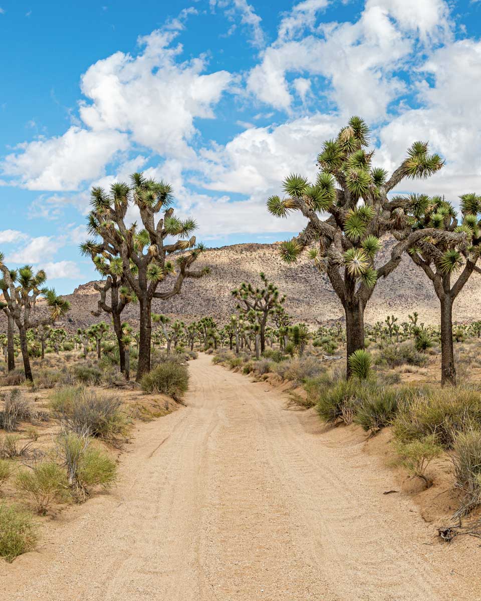 A 4x4 trail and joshua trees seen on a tour from Palm Springs California