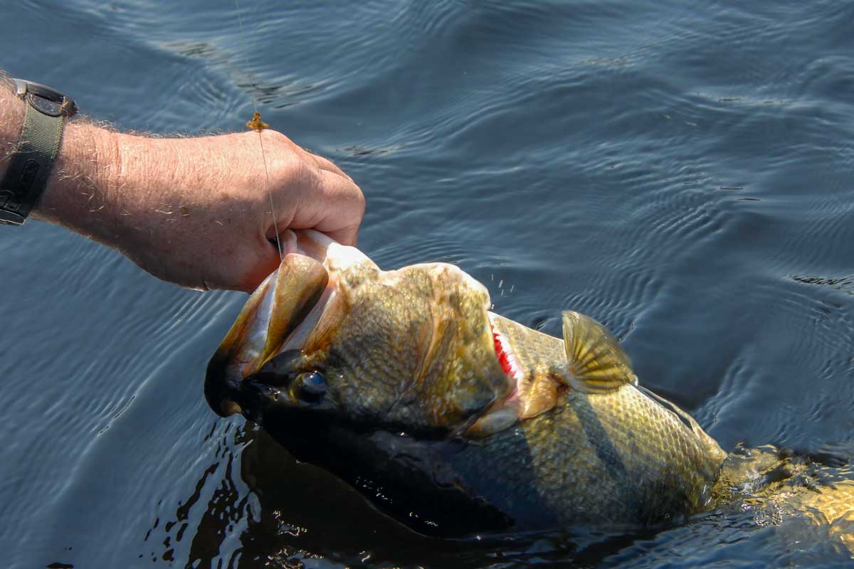 A bass caught on Canyon Lake on a tour from San Antonio Texas