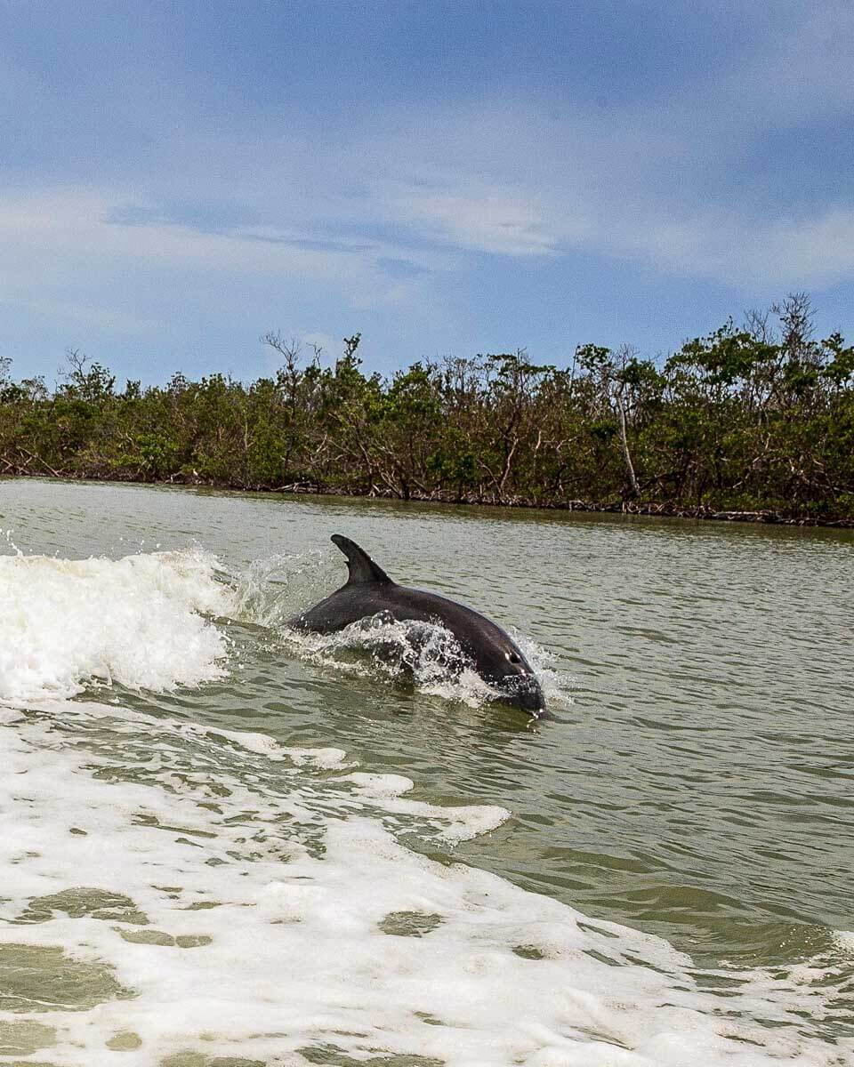 A-dolphin-leaps-out-of-the-water-on a wildlife tour from Naples Florida