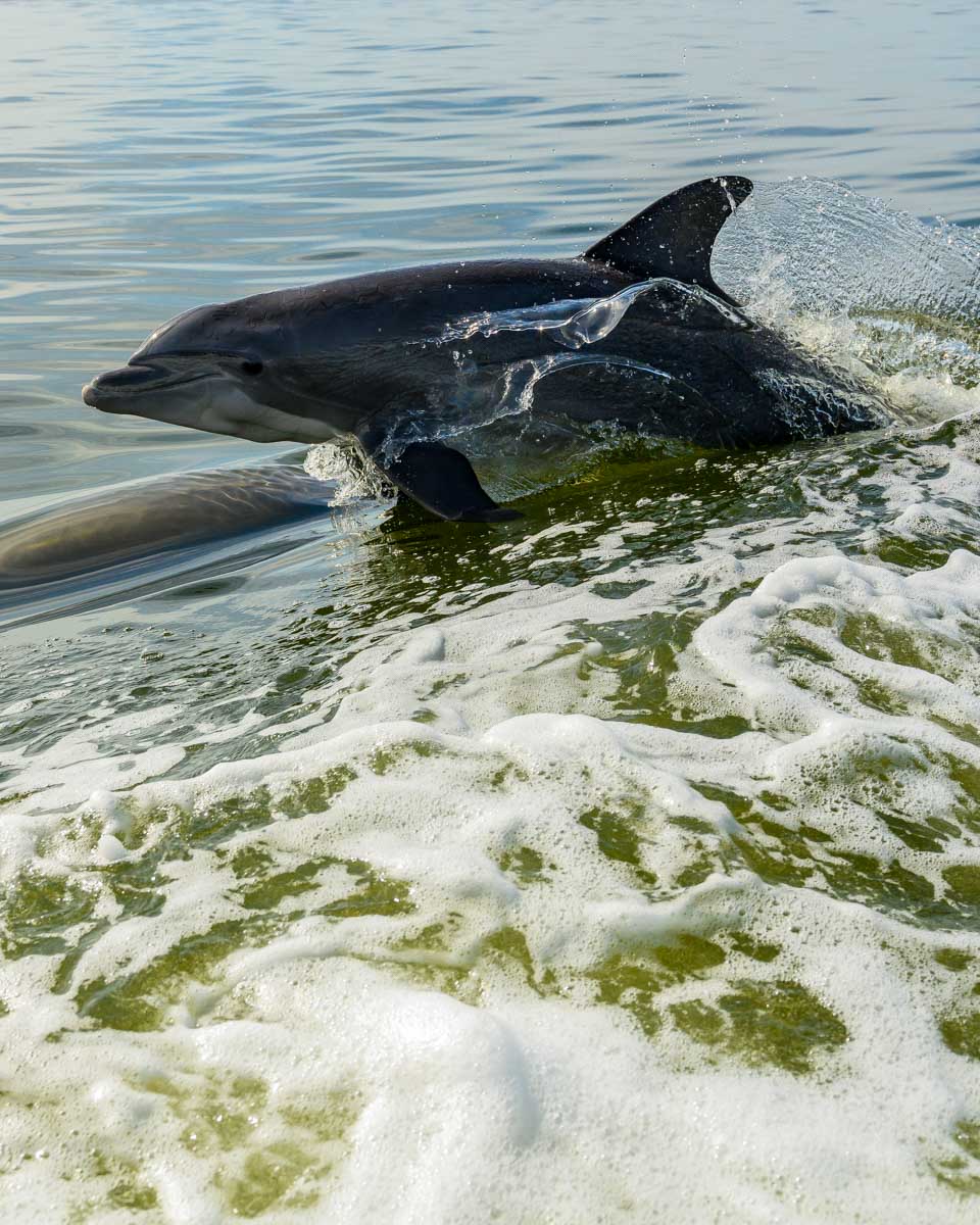 A dolphin seen on a tour of the Everglades from Naples Florida