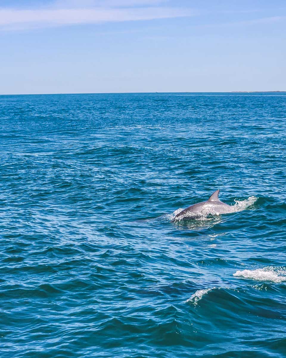 A-dolphin-swims-in-off the cost of Tampa Florida