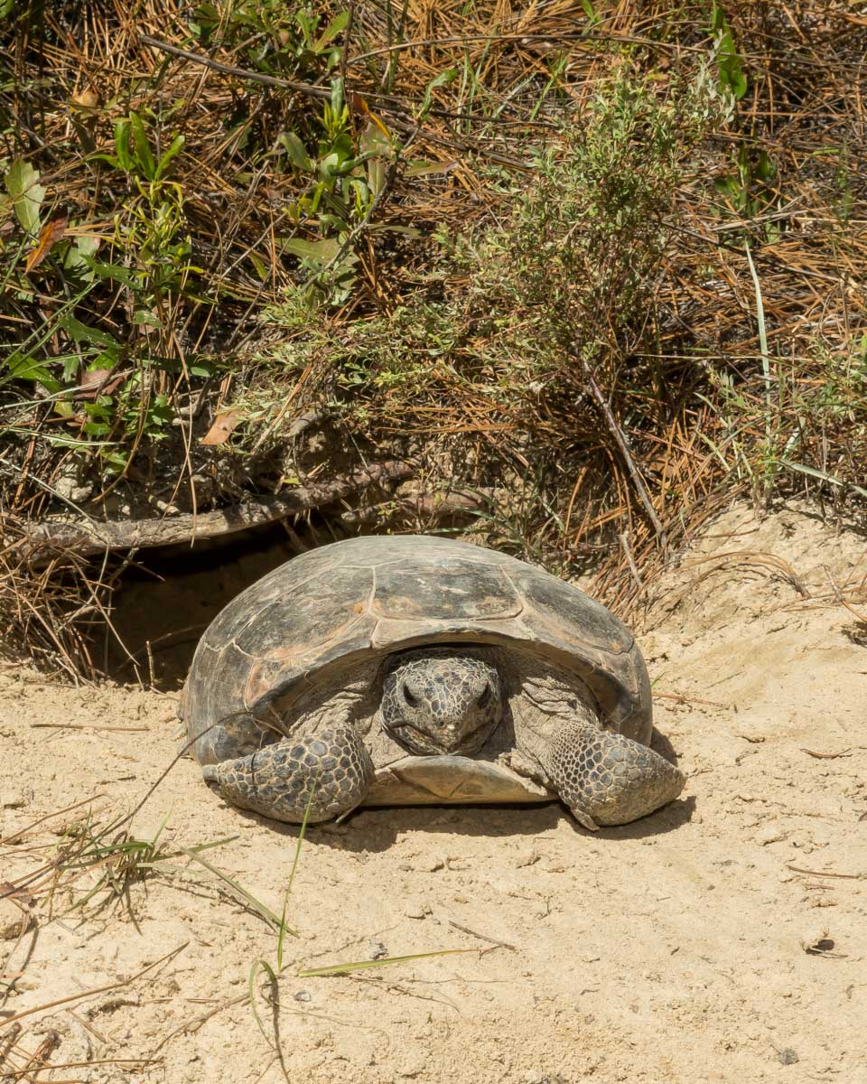 A gopher tortoise at Hugh Taylor Birch State Park near Fort Lauderdale Florida