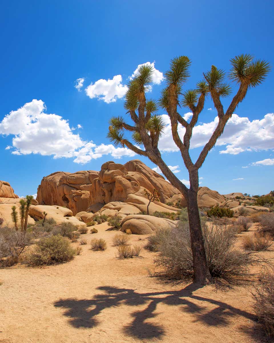A joshua tree in the desert seen on a tour from Palm Springs California