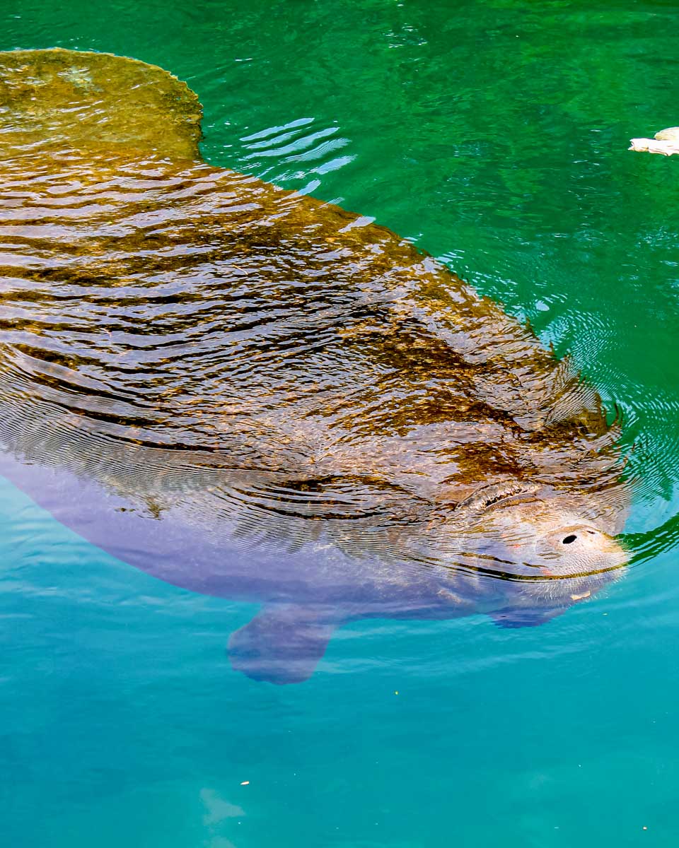 A large manatee seen on a wildlife tour from Naples Florida-2