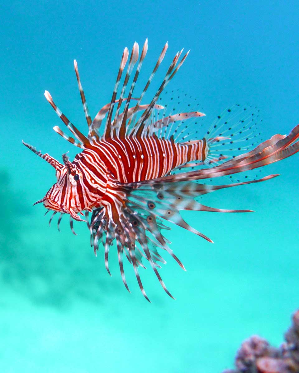 A lionfish seen on a diving tour from Rhodes Greece