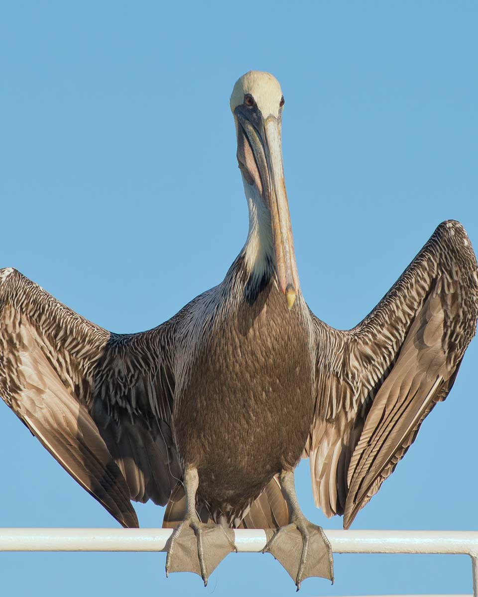 A pelican seen on a history cruise of Tampa Florida